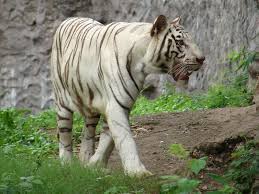 Katraj Zoo